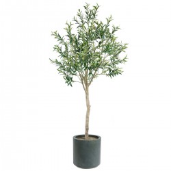 6.5 Ft Olive Tree