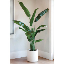 Lifelike Banana Tree