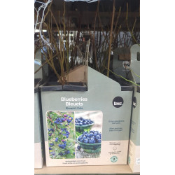 Blueberry Bluegold Fruit...